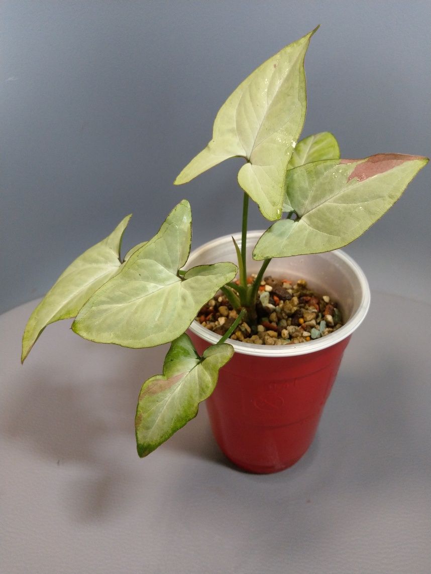 Syngonium Strawberry Milk
