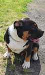 American Bully szczeniaki ABKC