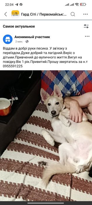 Віддам в добрі руки песика