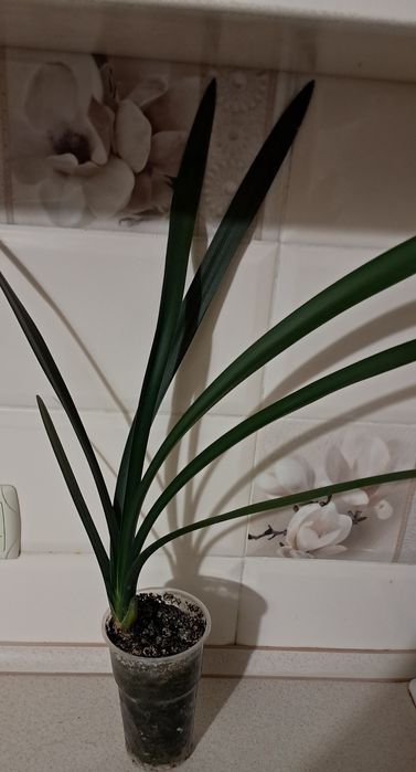 Пропоную кімнатні квіти