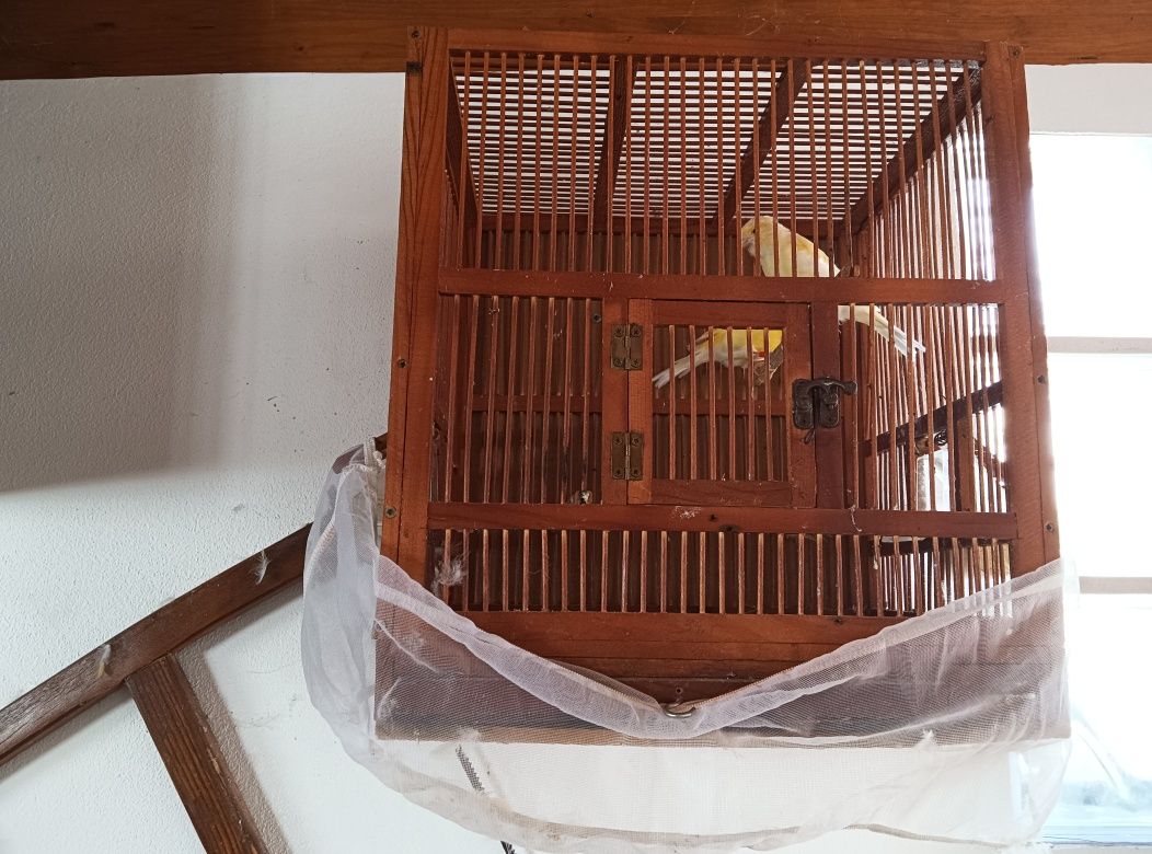 Vários pássaros para cedência 10€