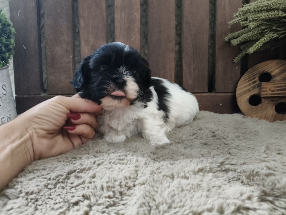 Shih Tzu pretinho