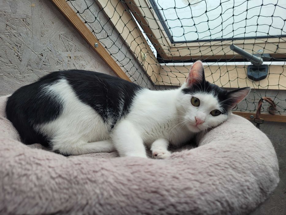 Adolfik i Albercik koci bracia