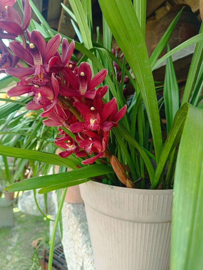 Vaso de orquídeas