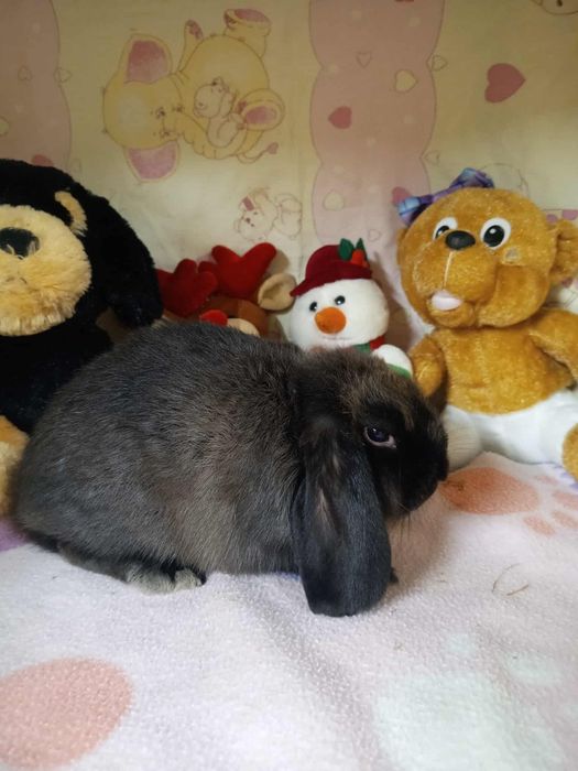 Króliki mini loop miniaturki