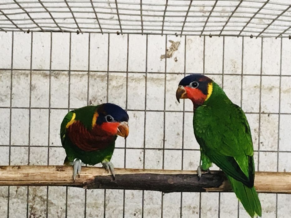 Varios especies de Loris