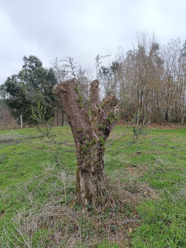 Oliveiras Centenárias para jardim