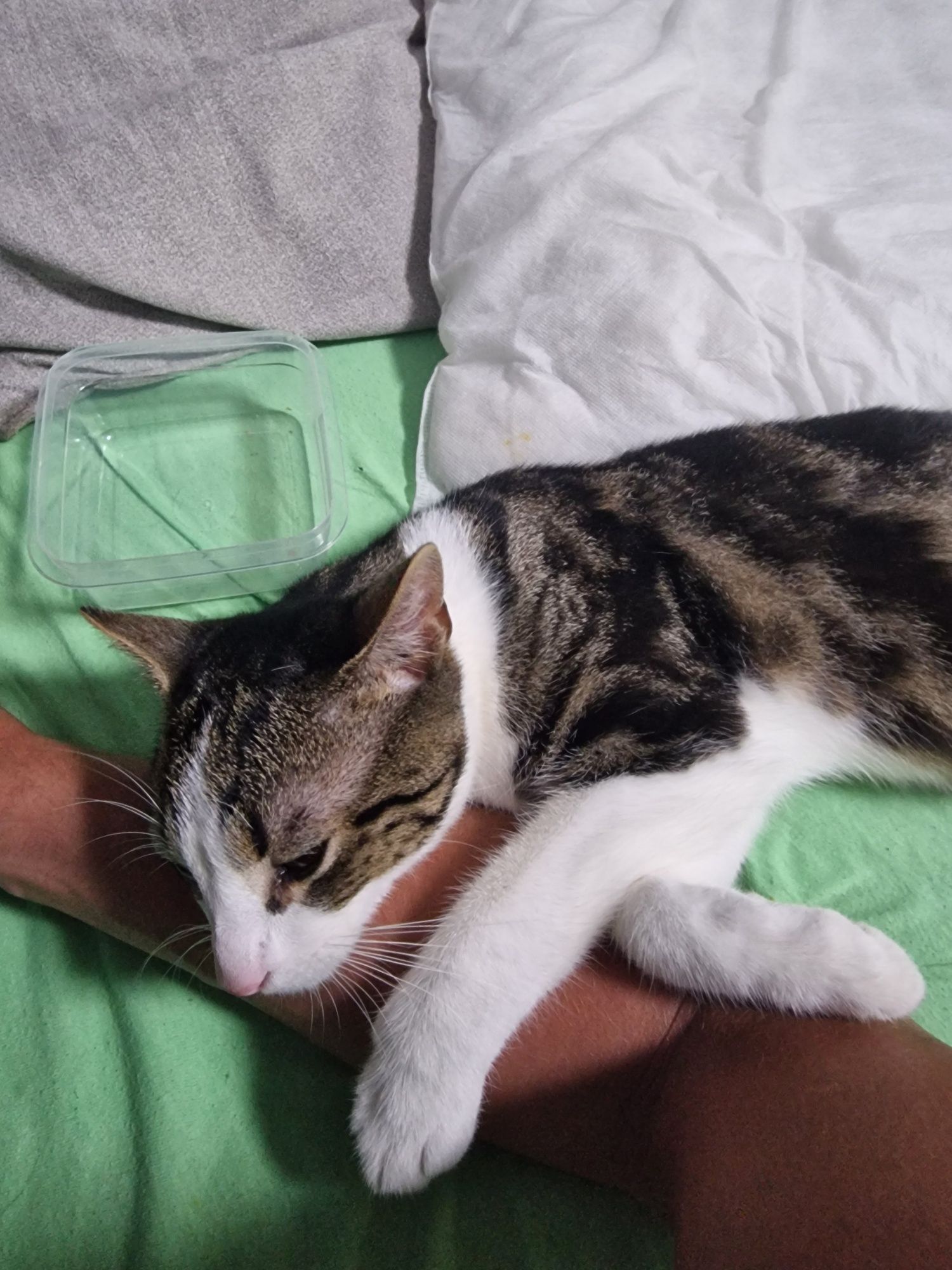Kotek 1,5 roku :-)