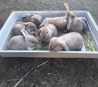 Кролики молодняк та дорослі різні породи