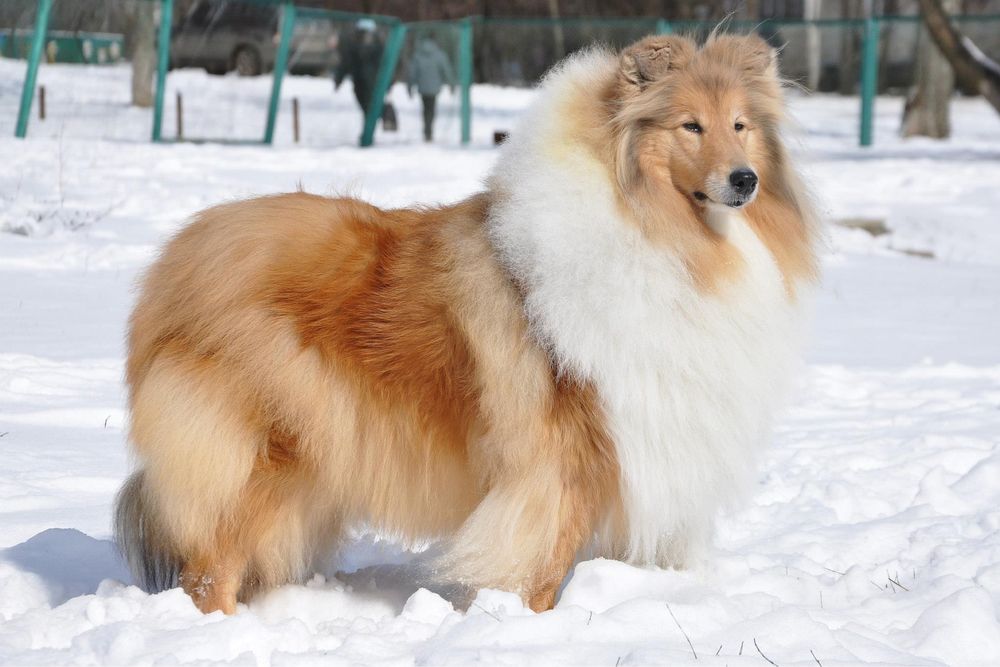 Щенки колли