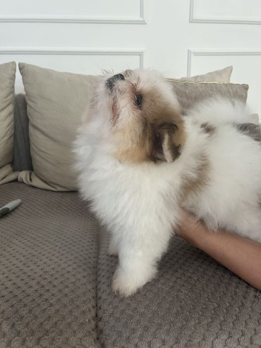 Szpic miniaturowy- pomeranian