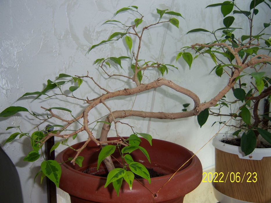 Продам бонсай - фікус мікрокарпа Гінсенг