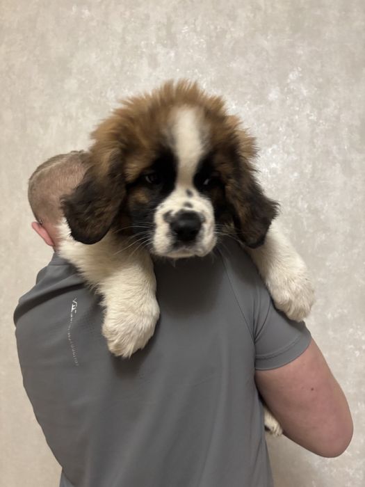 Продаються Цуценята сенбернара