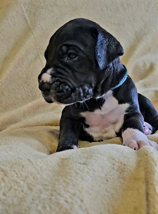 Dog niemiecki czarny Szczenię ZKwP FCI