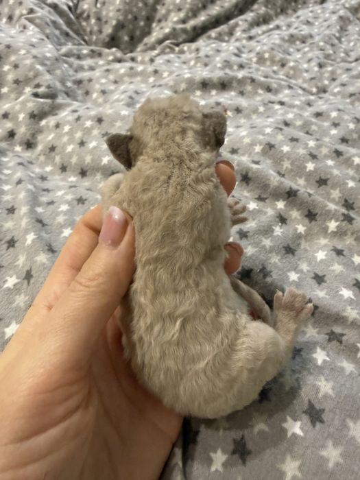 Очень раннее бронирование девончиков