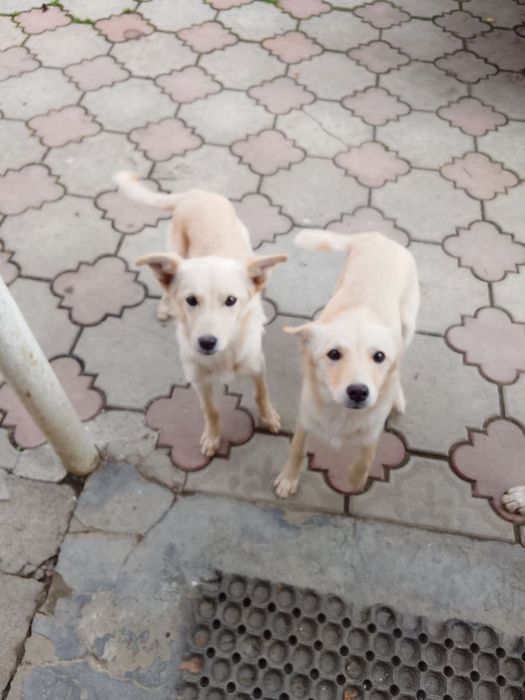 Віддам у добрі руки 2 маленьких песиків!

Віддаю двох чарівних дівчато