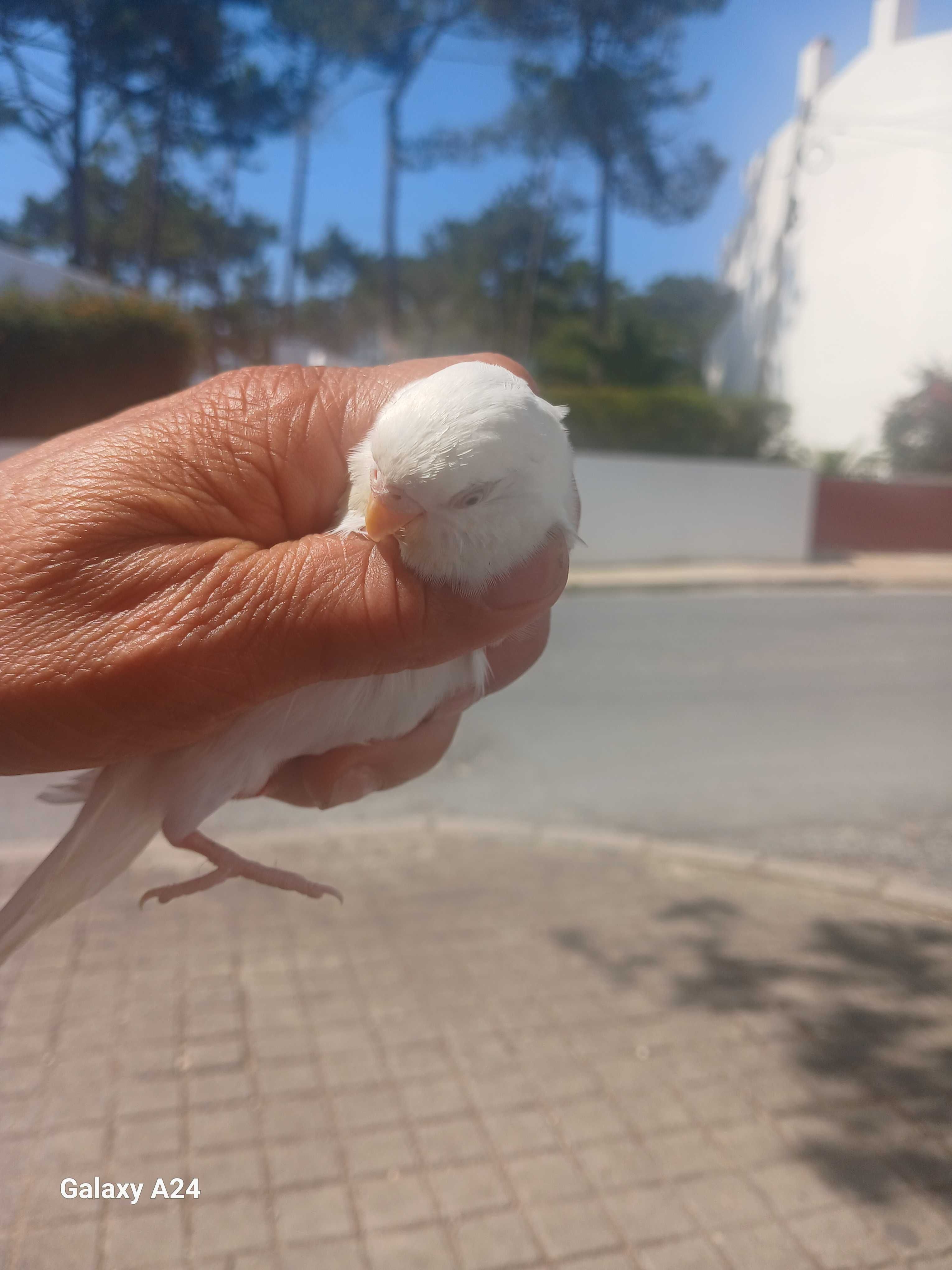 Pasaro branco bonito