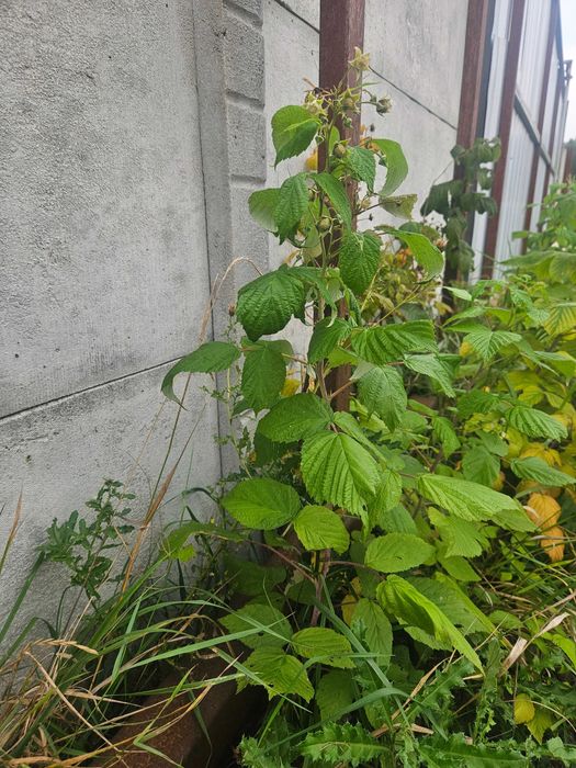 Sadzonki malin duże owoce