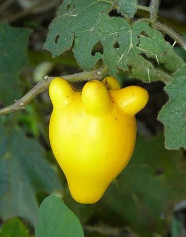 Titty fruit (owoc sutka]/solanum mammosum