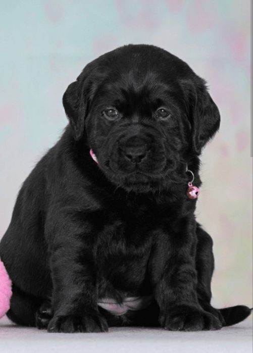 Продаем лабрадорчиков черного окраса