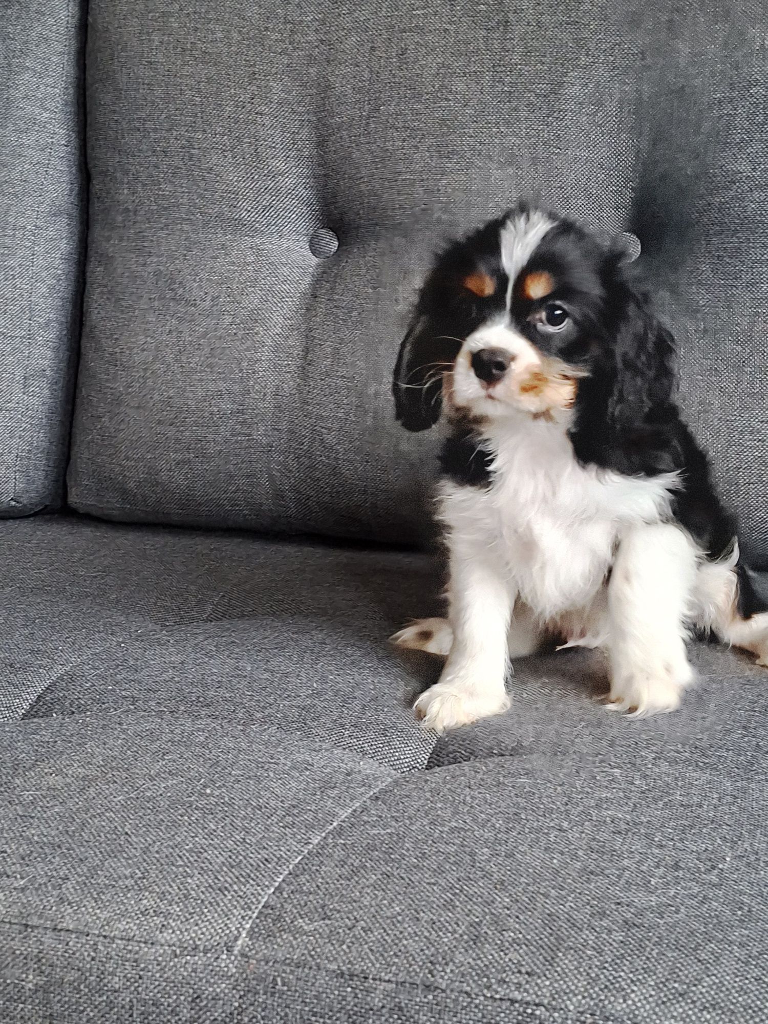Cavalier King Charles Spaniel