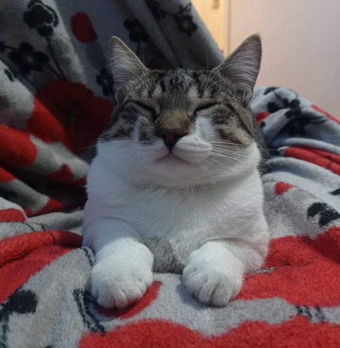 Віддаю котика у добрі руки!