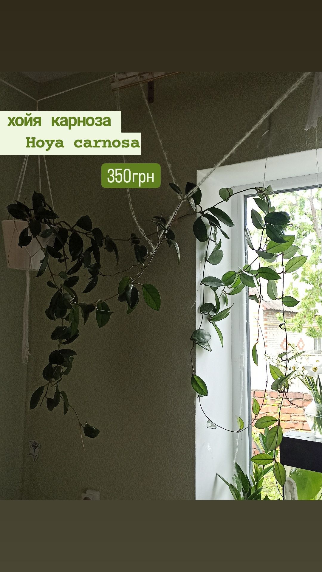 хойя карноза hoya canosa