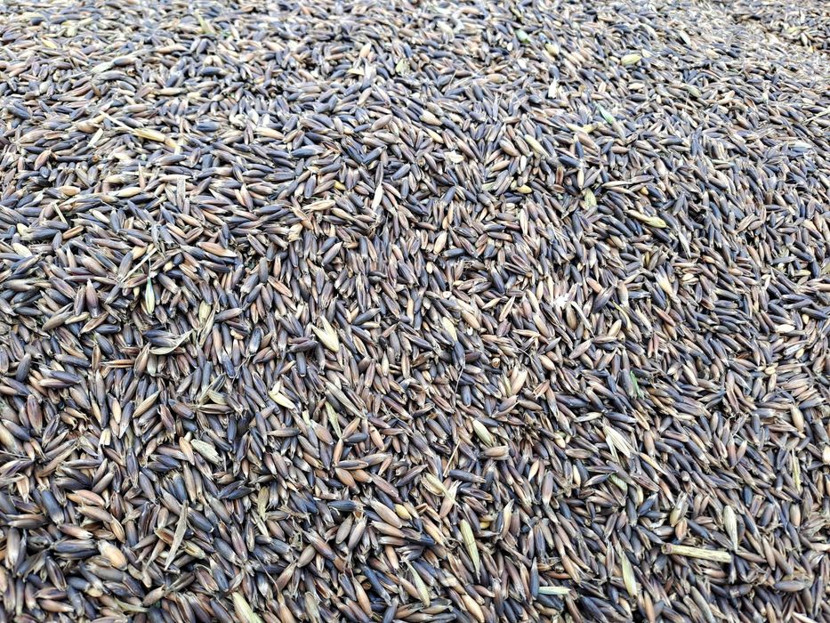 Owies czarny. Dla koni, owiec, gęsi