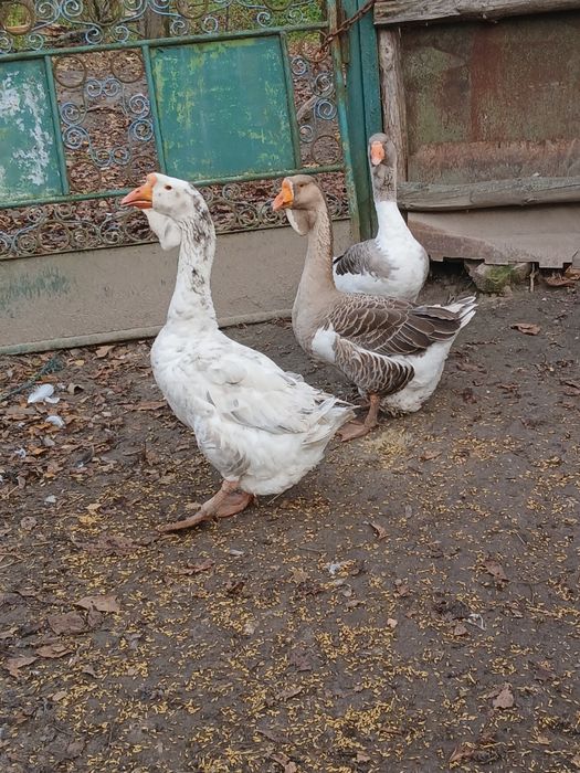 Продам сім'ю гусей