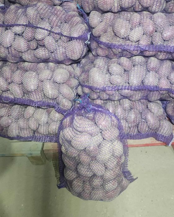 Ziemniaki odmiana Baltic rose