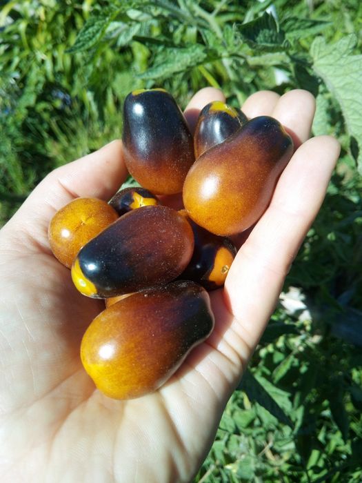 Sementes tomate cherry - indygo pear drop