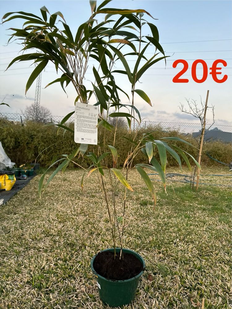 Bambu Pseudosasa Japonica