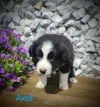 Border collie cudowny piesek, przebadani rodzice