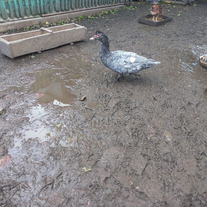 Пропоную вільних качурів важкої лінії.Є вільні 2 темносині, 1 Лаванда