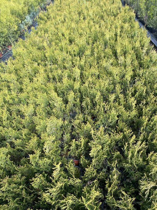 Sprzedam th Kórnik  wysokos 40-50cm Cena 4,5 zl