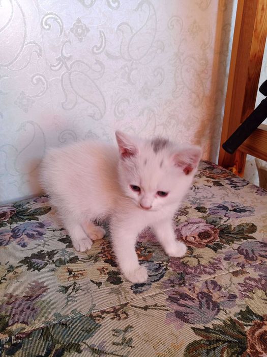 Две кошеня одам в хорошие руки