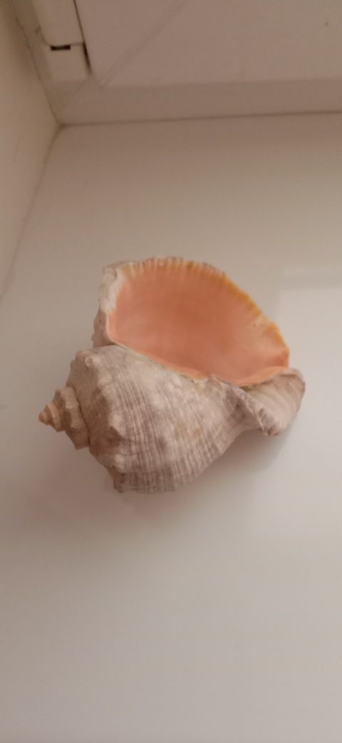 Ракушки Морские. Разные.