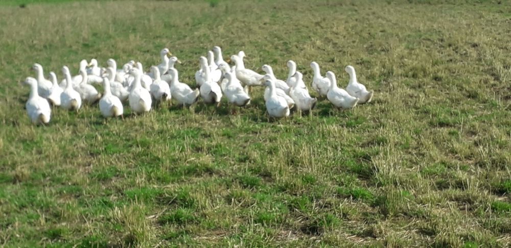 Wiejskie tusze kaczek i gęsi z chowu pastwiskowego