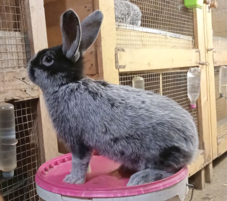 Три місячні самцв породи велике світле срібло.