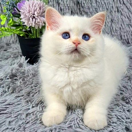 Шотландский клубный котенок.Кошенята в срібному пойнтовому забарвленні