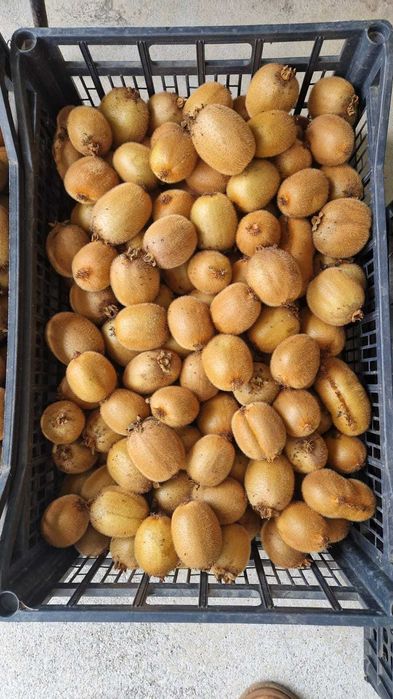 Vendo Kiwis, 100% biológicos
