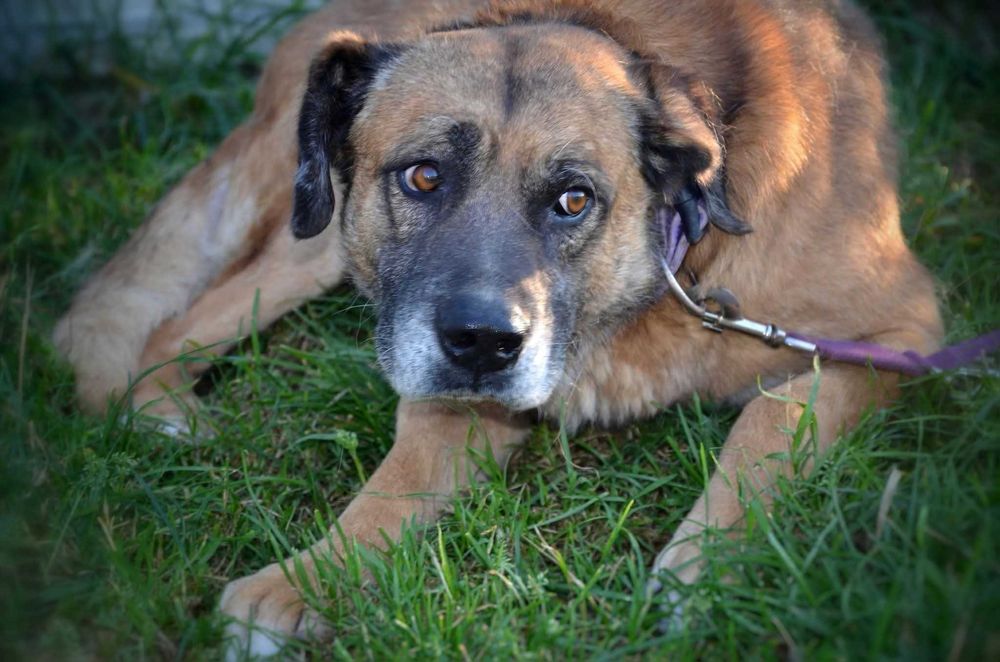 Aslan- dobry,ciepły, poczciwy pies ADOPCJA