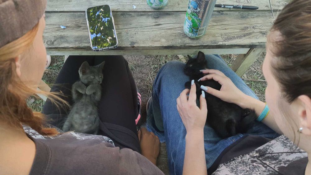 Оnдам котят в хорошие руки ;)