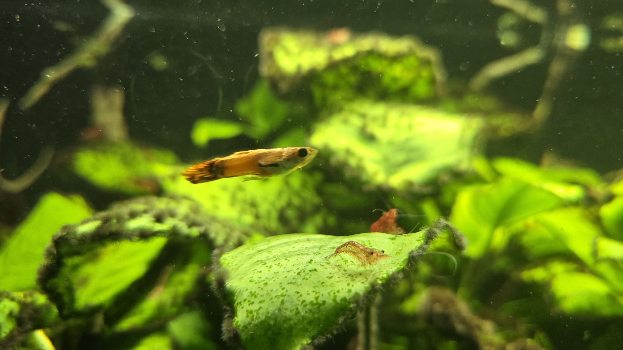 Krewetki red cherry