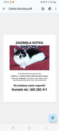 17.03 zaginęła biało-czarna kotka Muszka, znaczny czarny nos. Nagroda