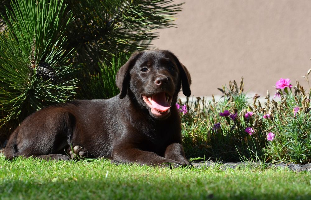 Szczenię Labrador retriever