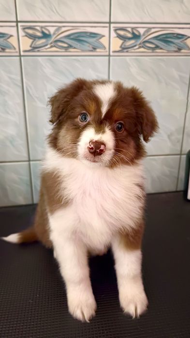 Zarezerwowana: Owczarek australijski (typ amerykański) - Suczka Red Tr