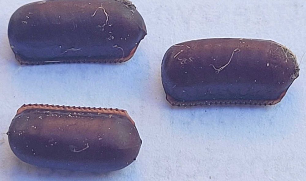 Jaja karaczana tureckiego ooteki karaczan turecki.