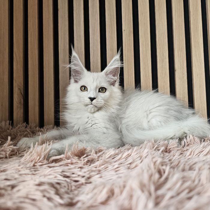Kocurek Maine coon rodowód fpl hodowlany do hodowli
