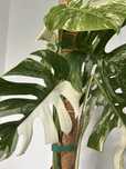 Monstera Variegata. Okazyjna cena!!! Cała roślina ( 7 liści )
